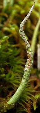 Image of cup lichen