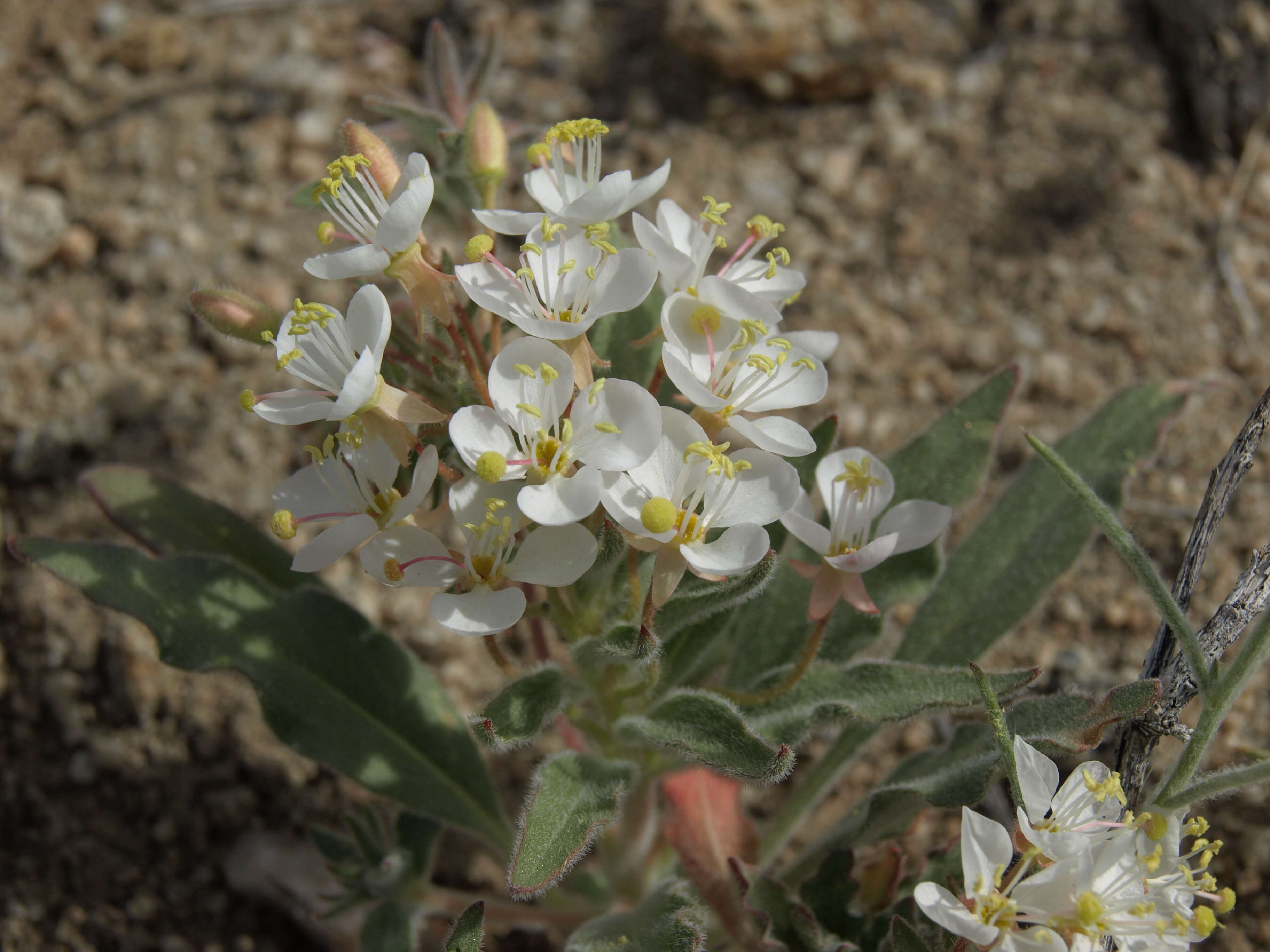 Eremothera boothii (Douglas) W. L. Wagner & Hoch的圖片