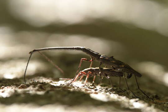 Image of Lasiorhynchus