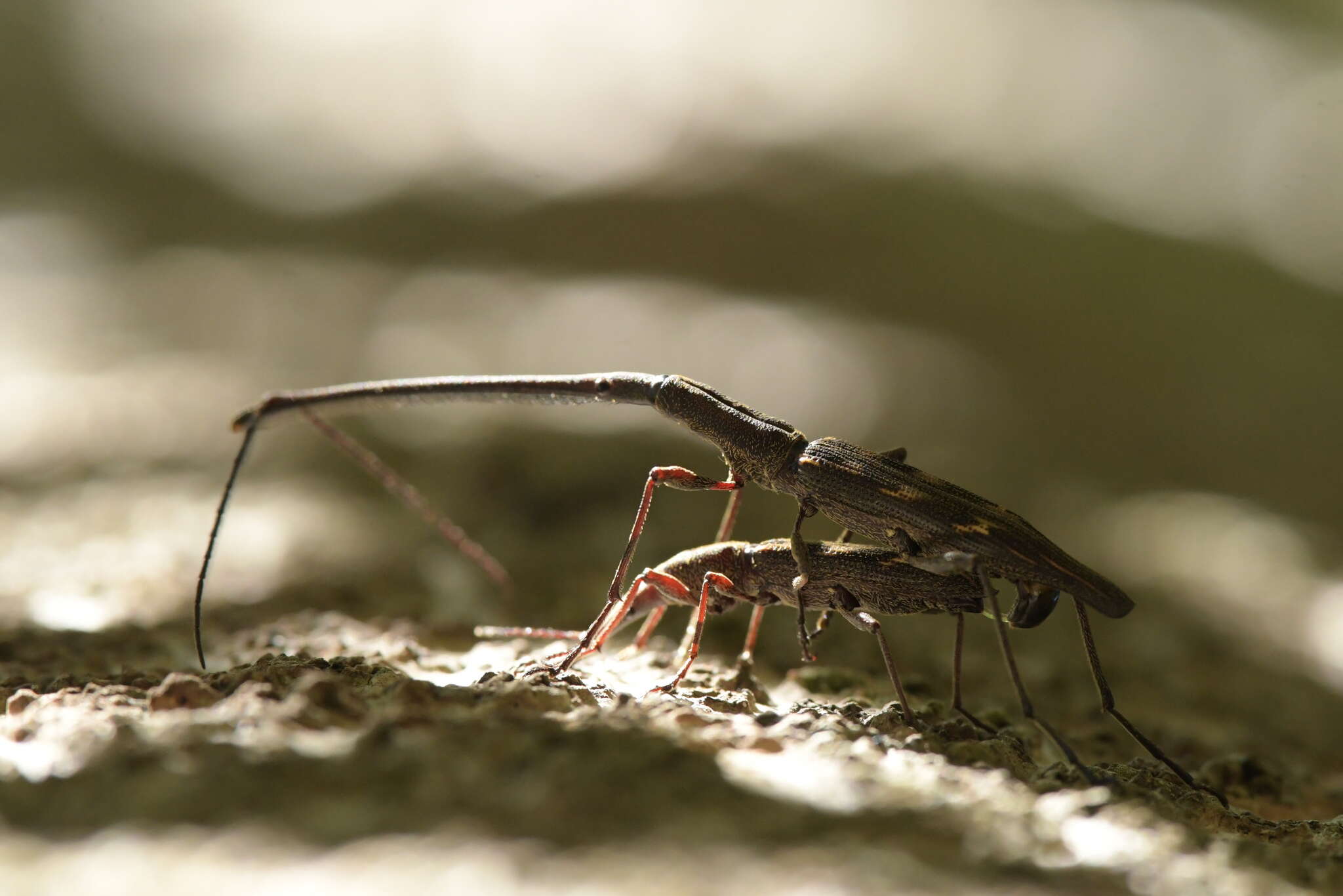 Image of Giraffe weevil