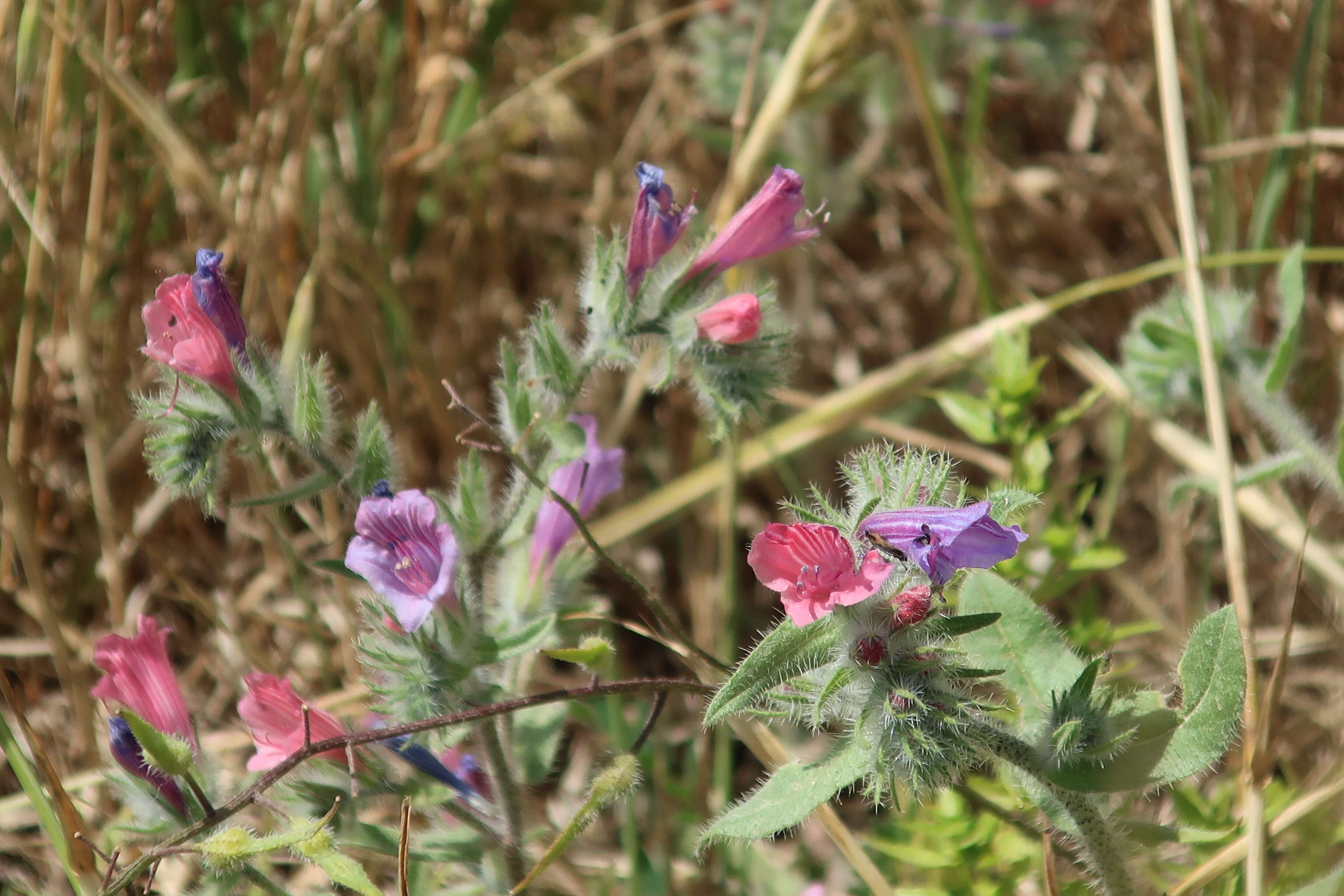 Image of Echium judaeum Lacaita