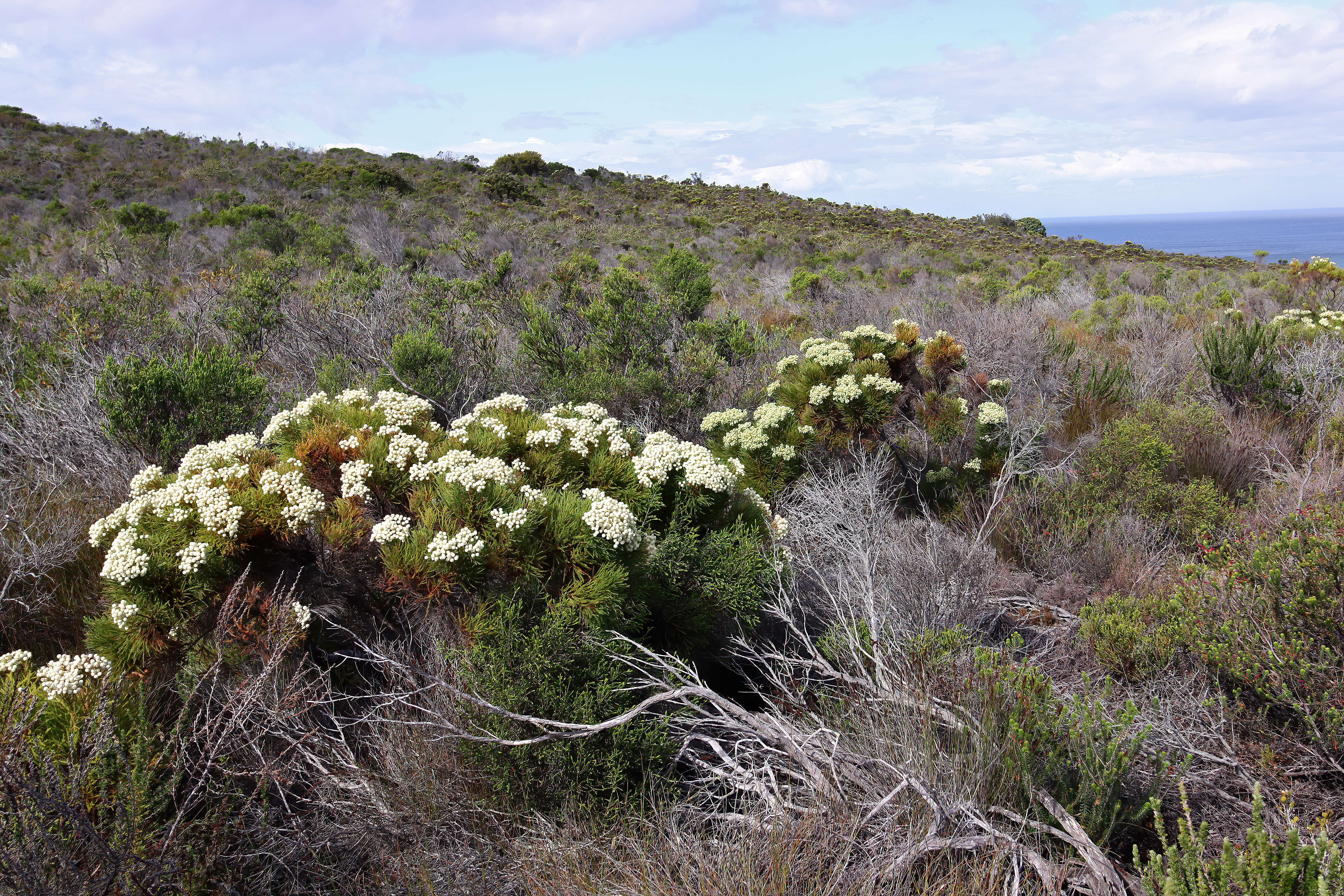 Image of Berzelia lanuginosa (L.) Brongn.