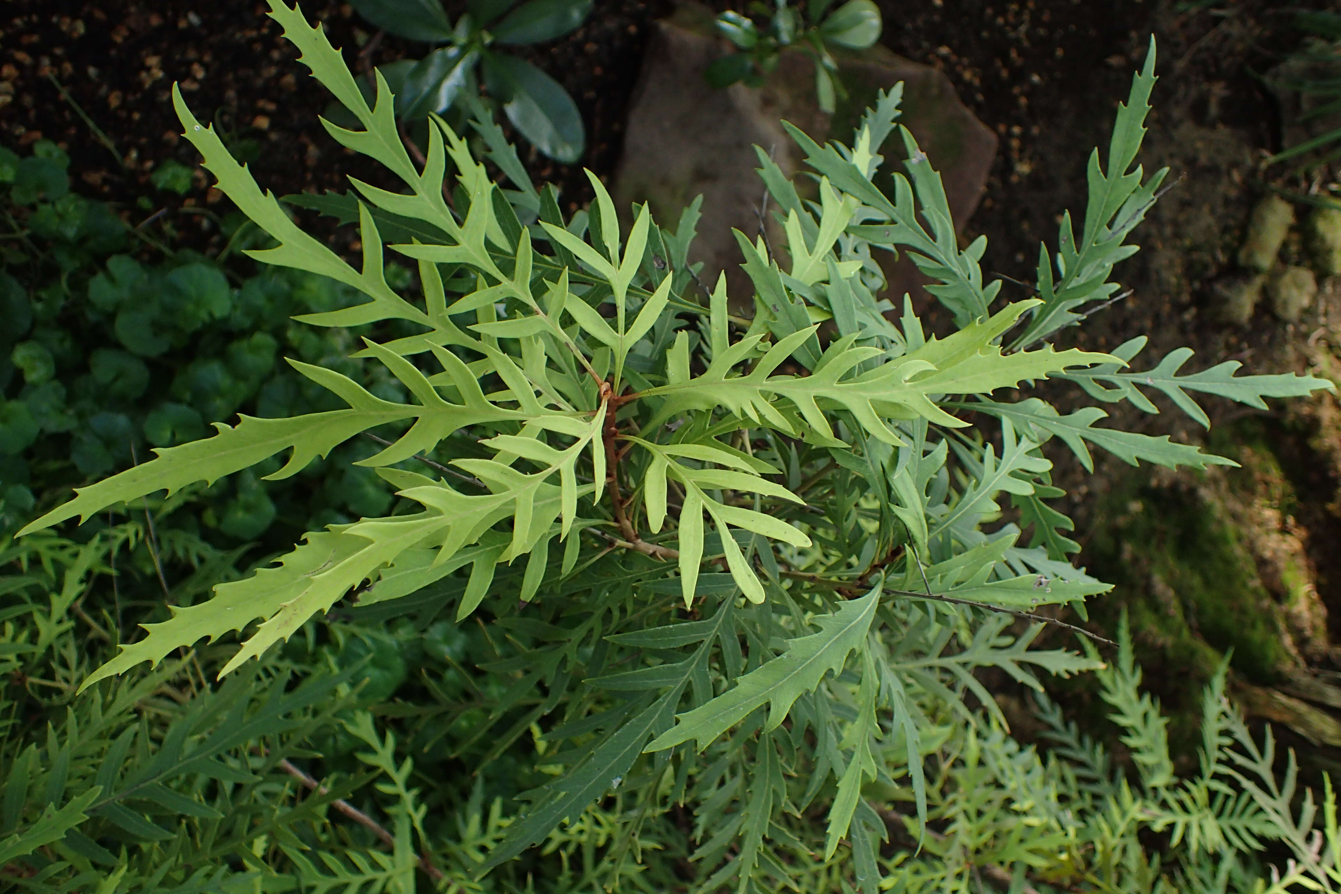 Image of Lomatia silaifolia (Sm.) R. Br.