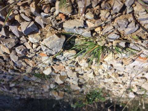 Image of puffsheath dropseed