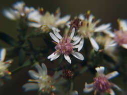 Image of calico aster