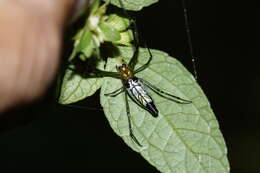 Image of Leucauge decorata (Blackwall 1864)