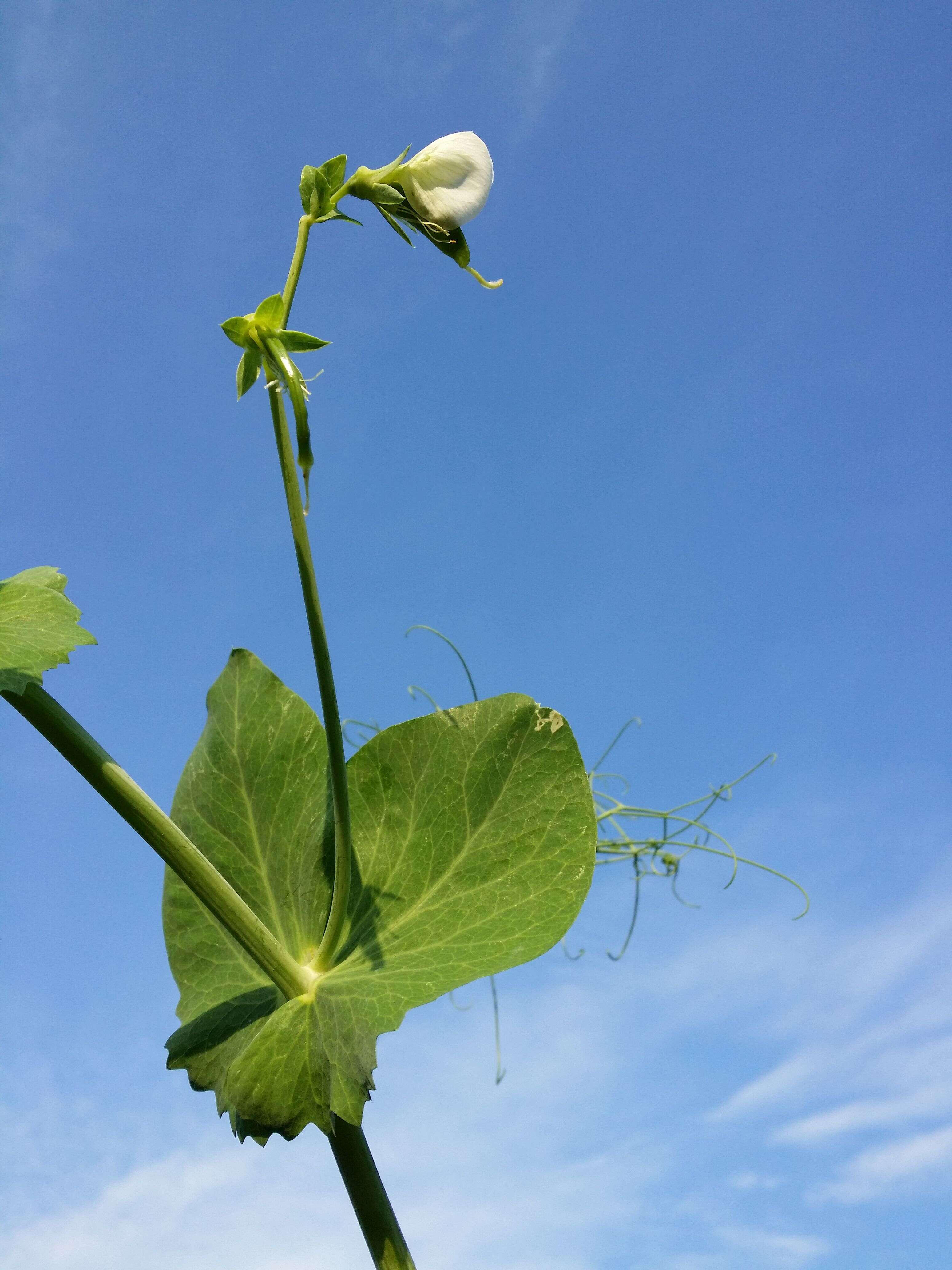 Image of Pisum sativum var. macrocarpum