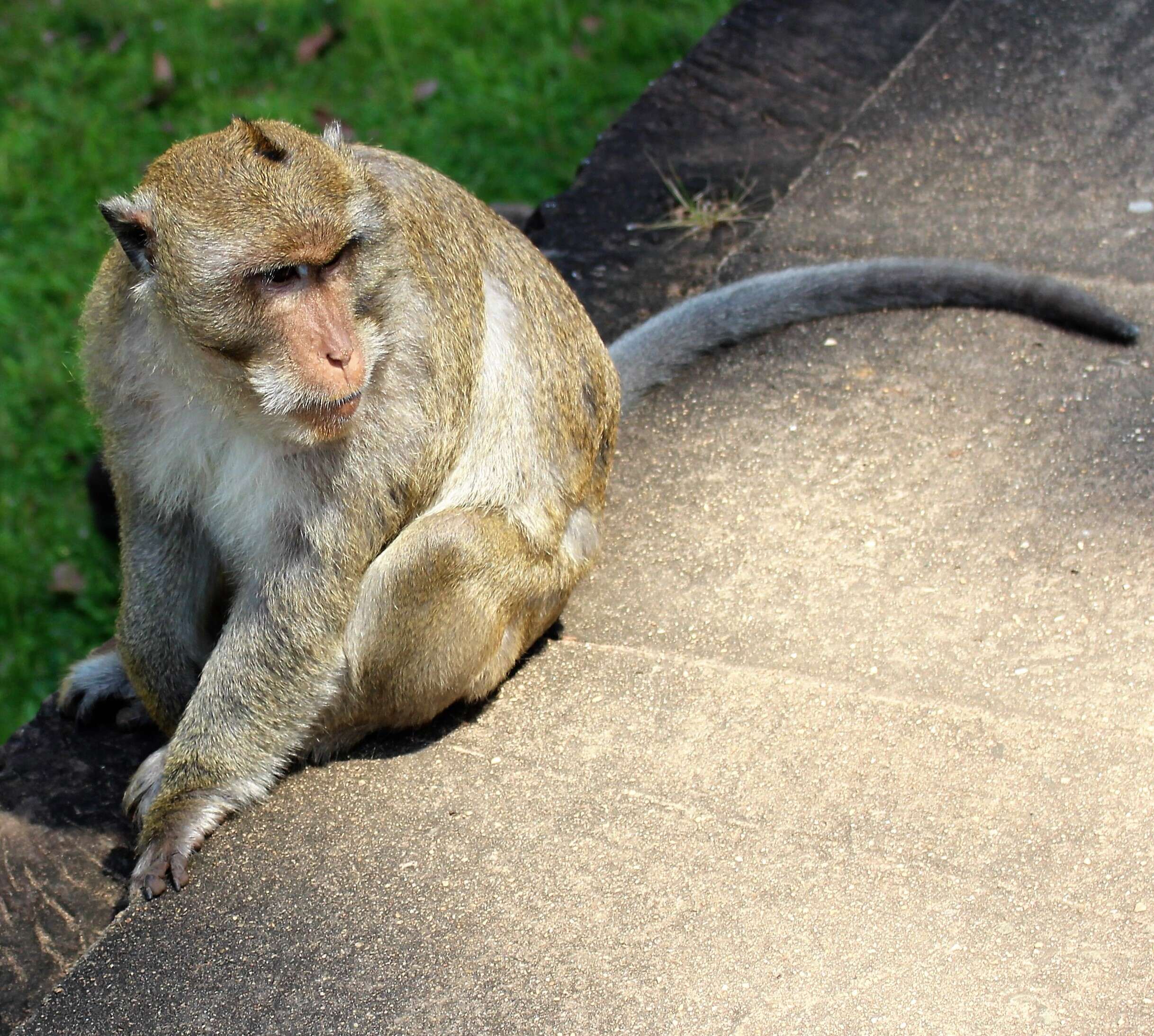 Image of Long-tailed Macaque