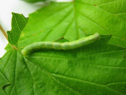 Image of Fall Cankerworm