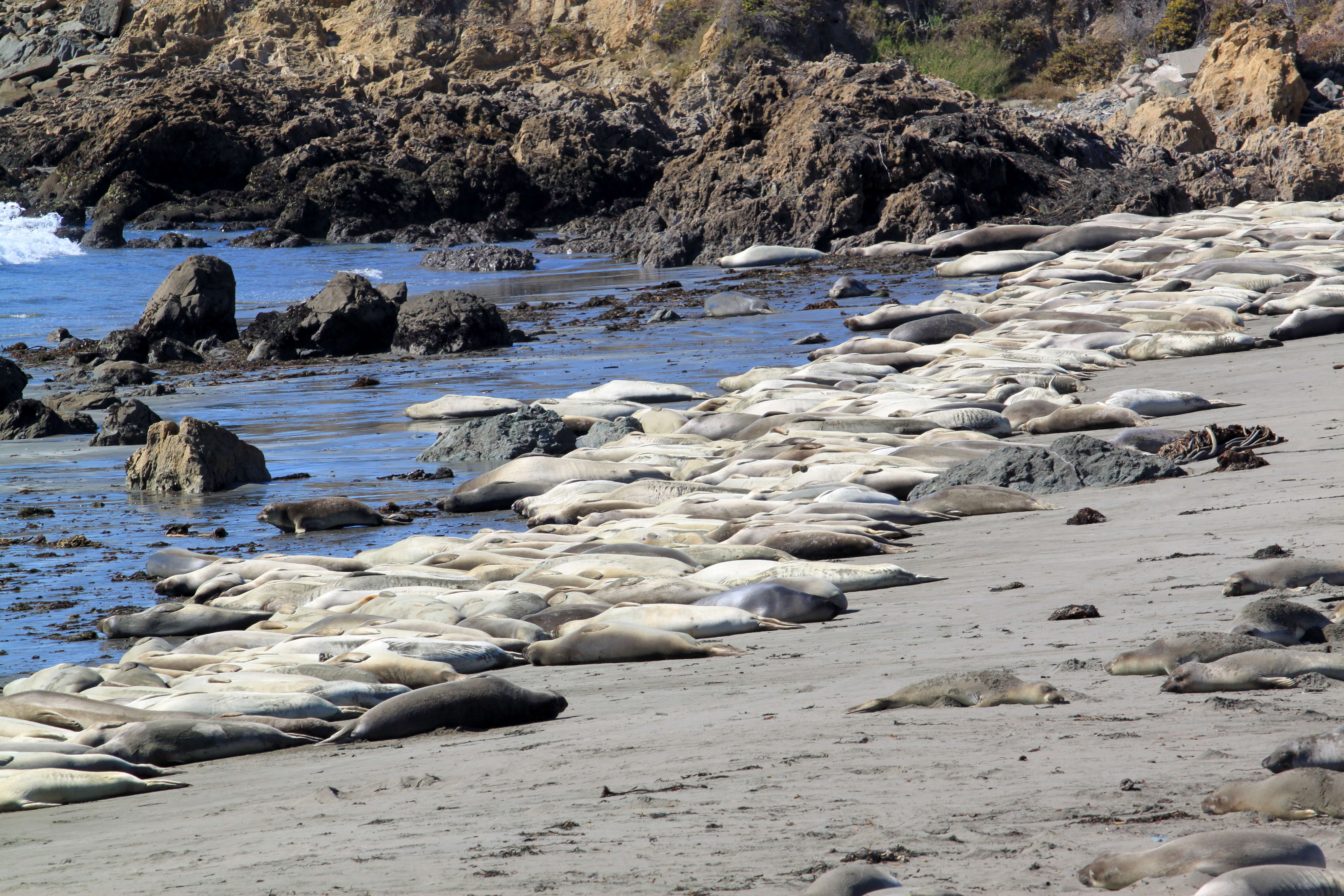 Image of Northern Elephant Seal