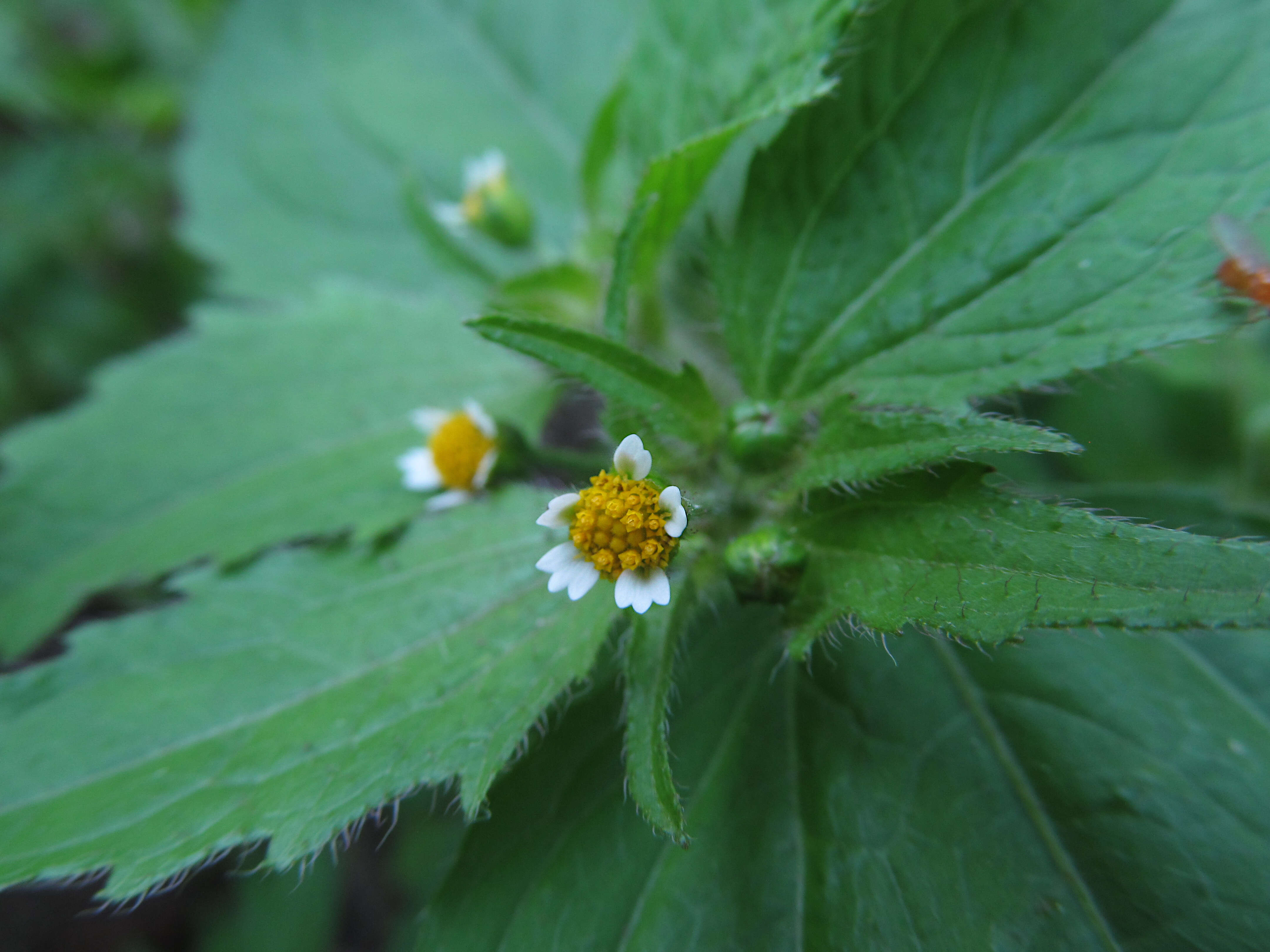 Galinsoga parviflora Cav. resmi