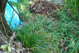 Image of Carex tristachya Thunb.