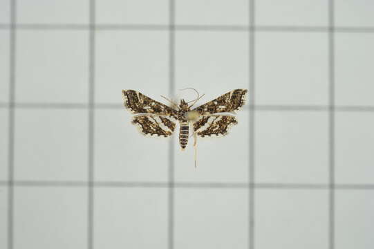 Слика од Diasemiopsis ramburialis Duponchel 1834