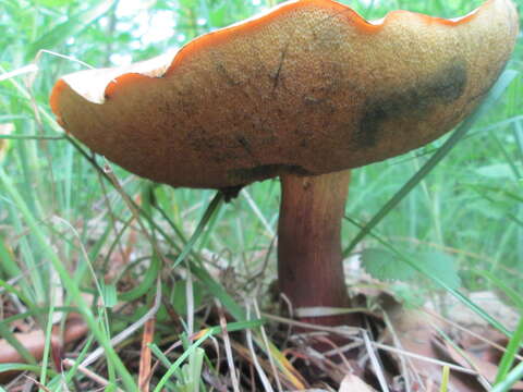 Imagem de Boletus reticulatus Schaeff. 1774