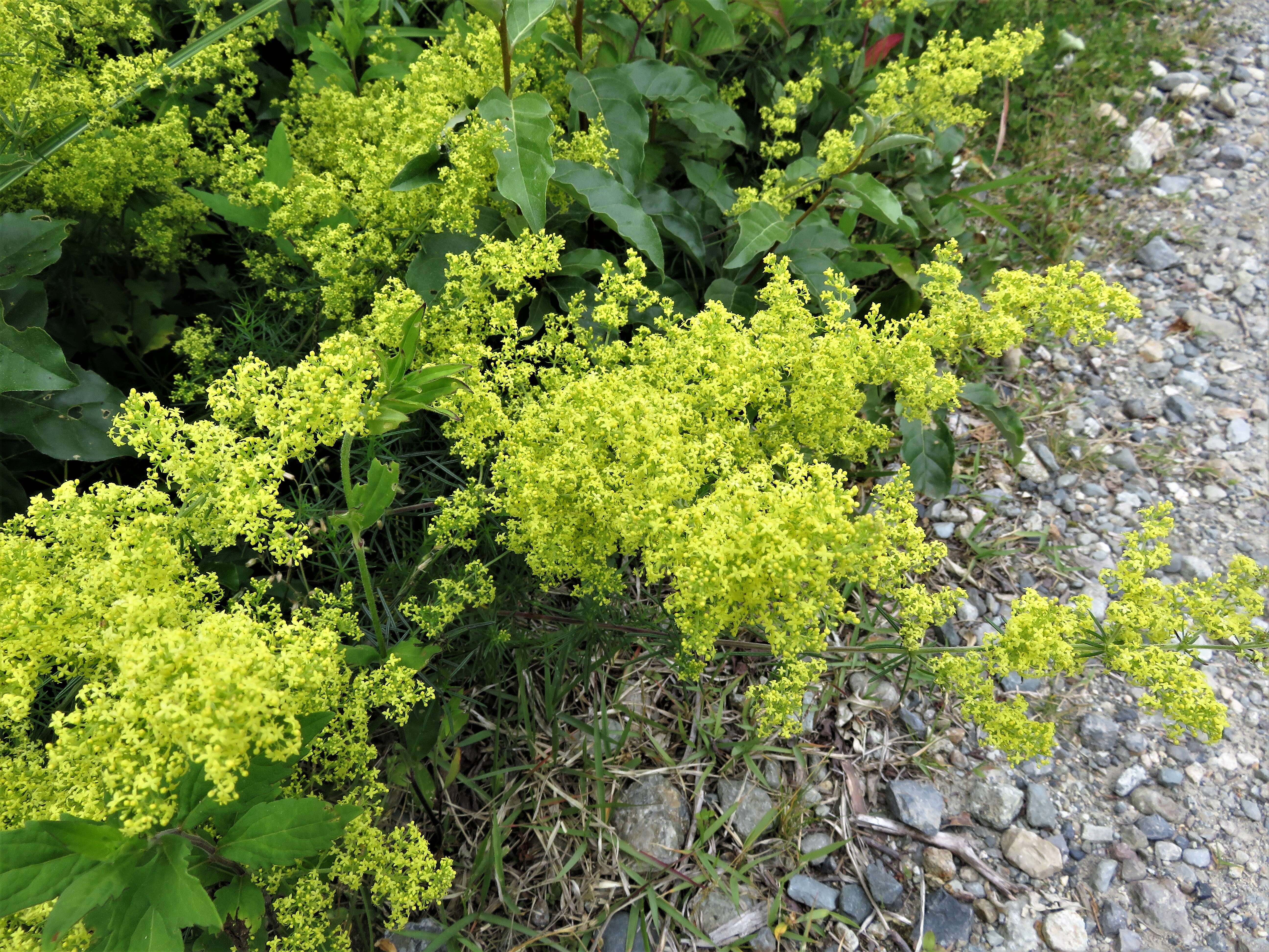 Image of Lady's Bedstraw