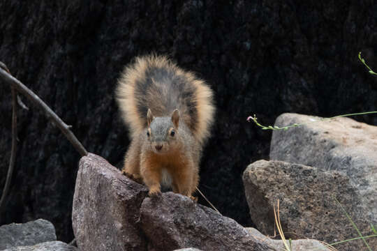 Image of Mexican Fox Squirrel