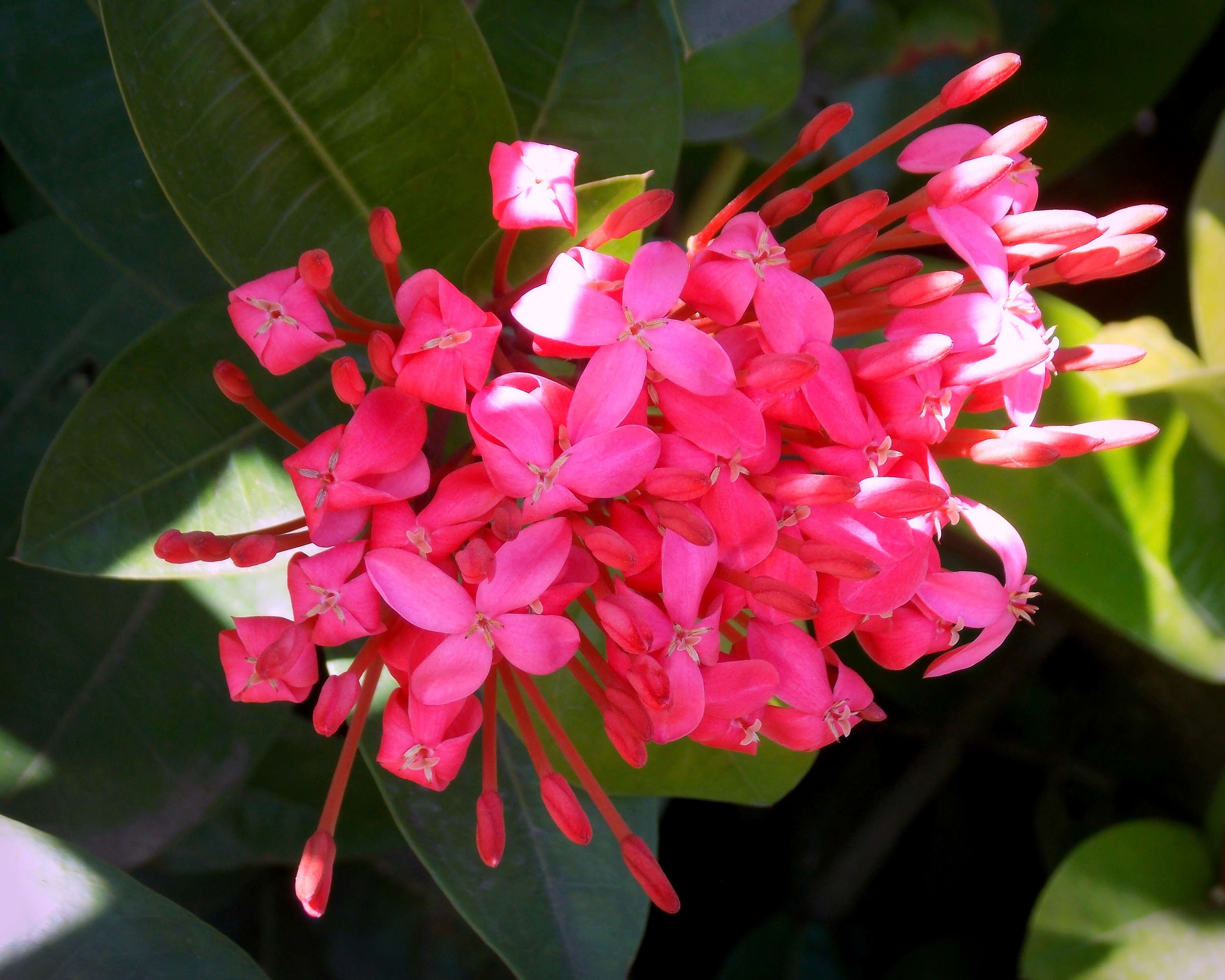 Image of ixora