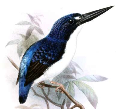 Image of Makira Dwarf Kingfisher