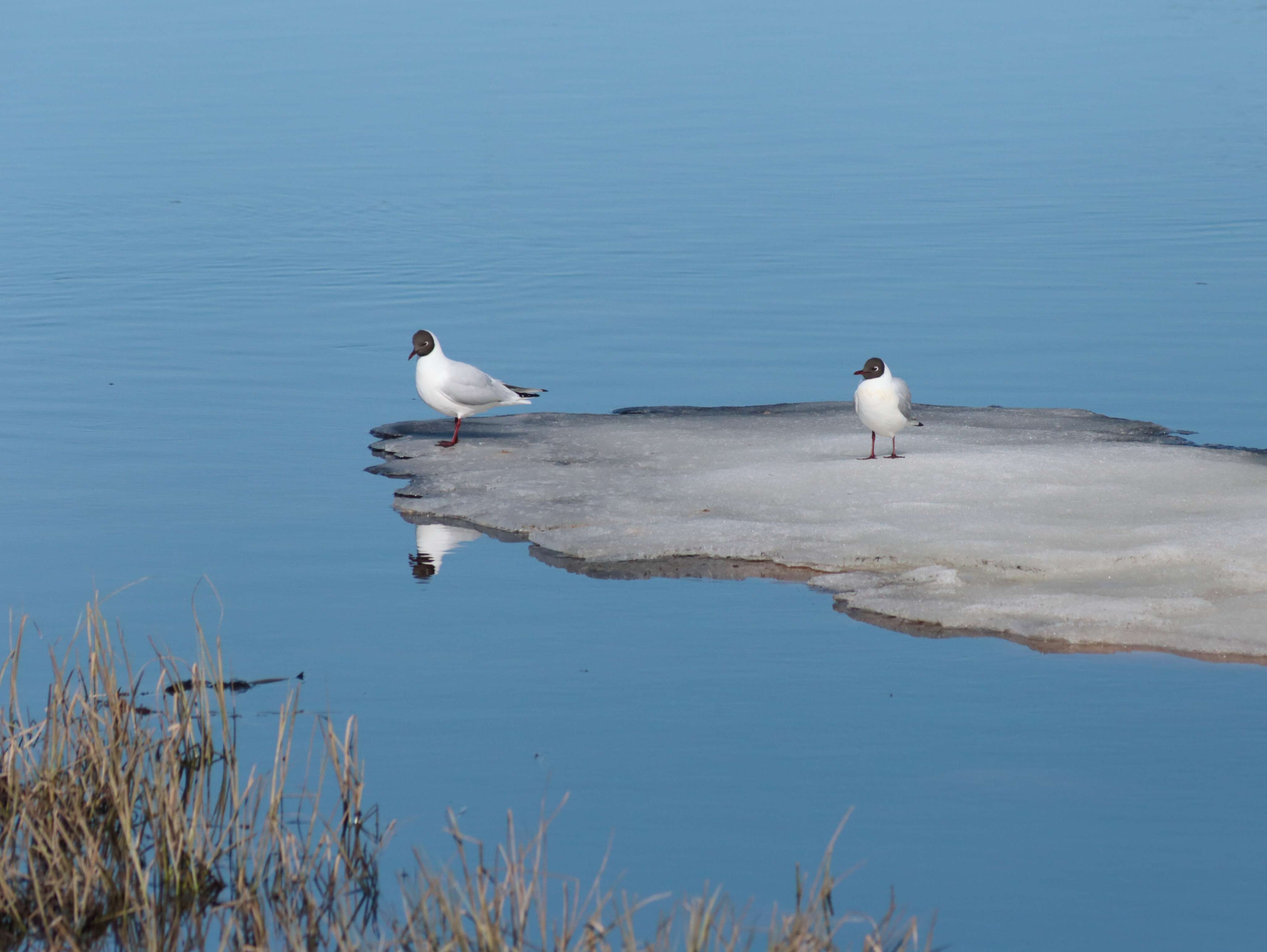 Image of Black-headed Gull