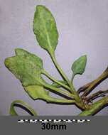 Image of sea beet