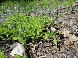 Image of Health Speedwell