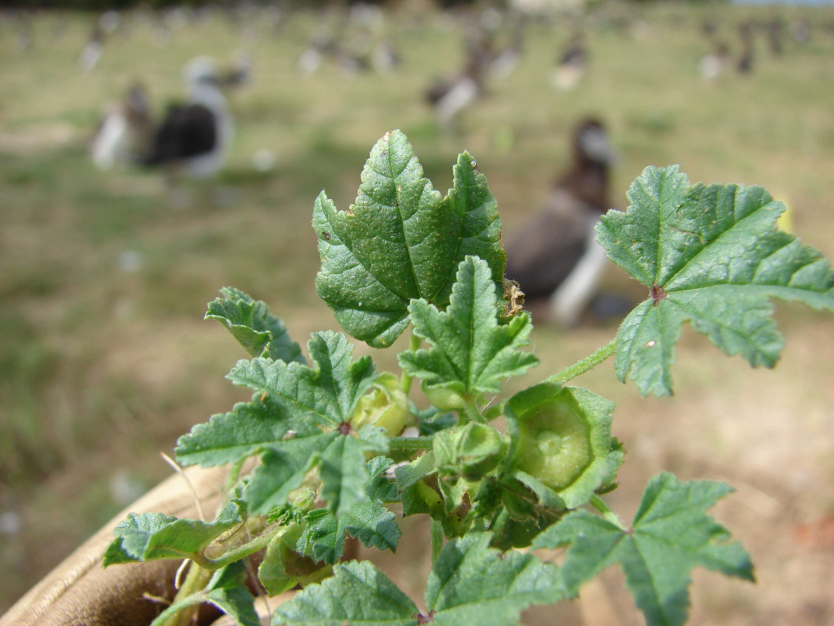 Image of Least Mallow