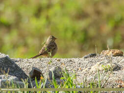 Image of Grey-necked Bunting