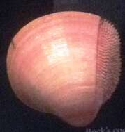 صورة Nemocardium Meek 1876