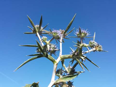 Image of amethyst eryngo