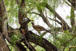 Image de Ortalide chacamel