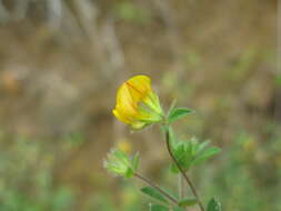 Слика од Lotus subbiflorus Lag.