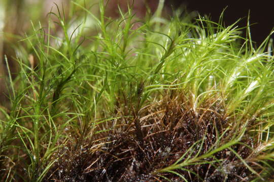 Image of distichium moss