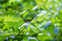 Image of Magnolia Warbler