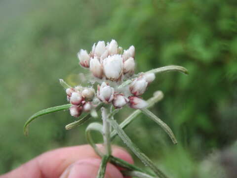 Image of Three-nerved Pearly Everlasting