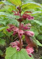 Image of Lamium orvala L.