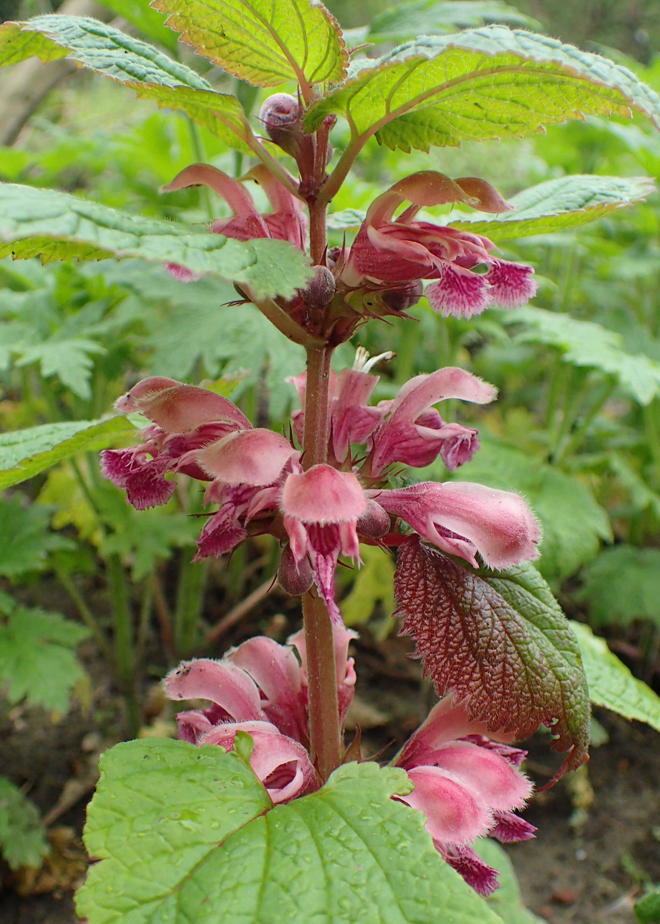 Image of Lamium orvala L.