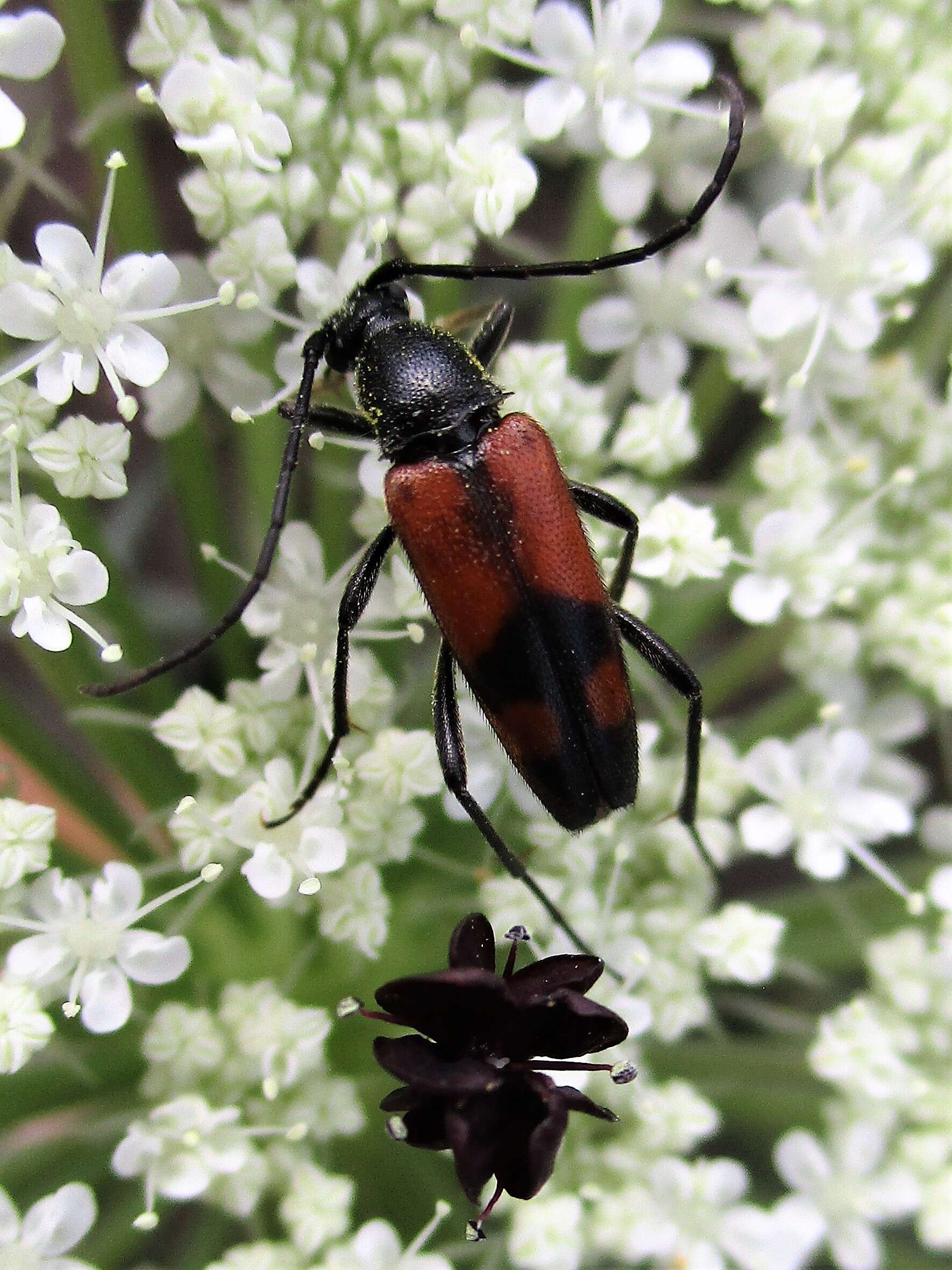 Image of Stenurella (Priscostenurella) bifasciata (Müller 1776)