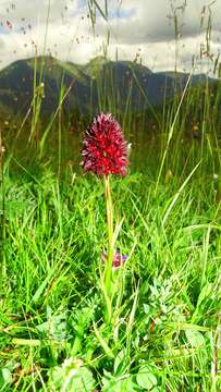 صورة Gymnadenia rhellicani (Teppner & E. Klein) Teppner & E. Klein