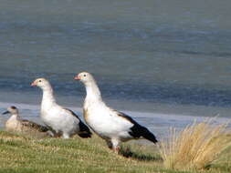 Image of Andean Goose