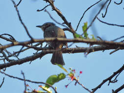 Image of Brown-eared Bulbul