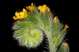 Image of Menzies' fiddleneck