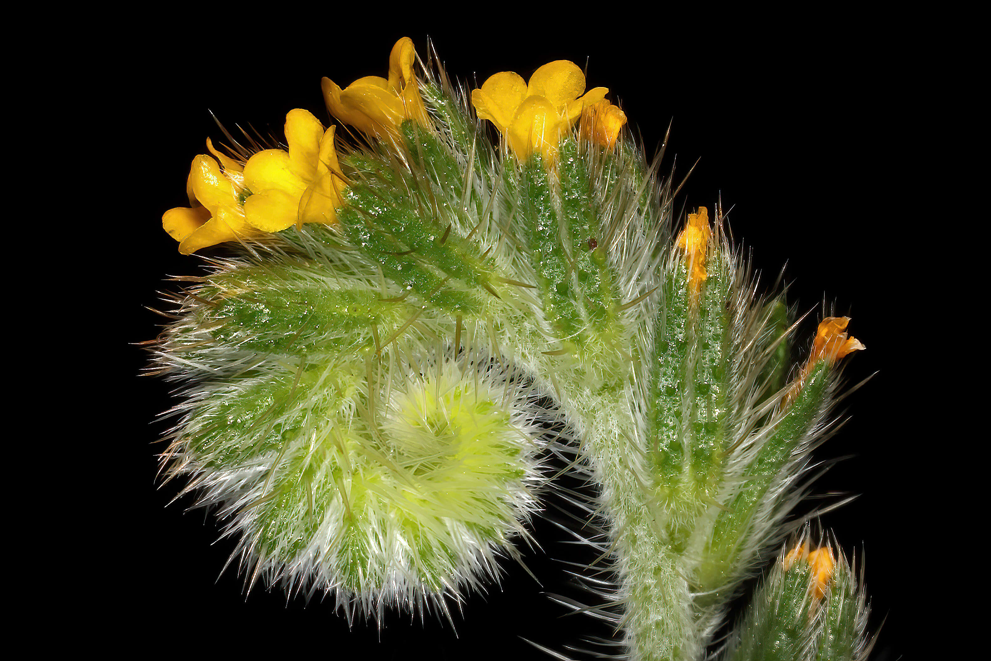 Image of Menzies' fiddleneck