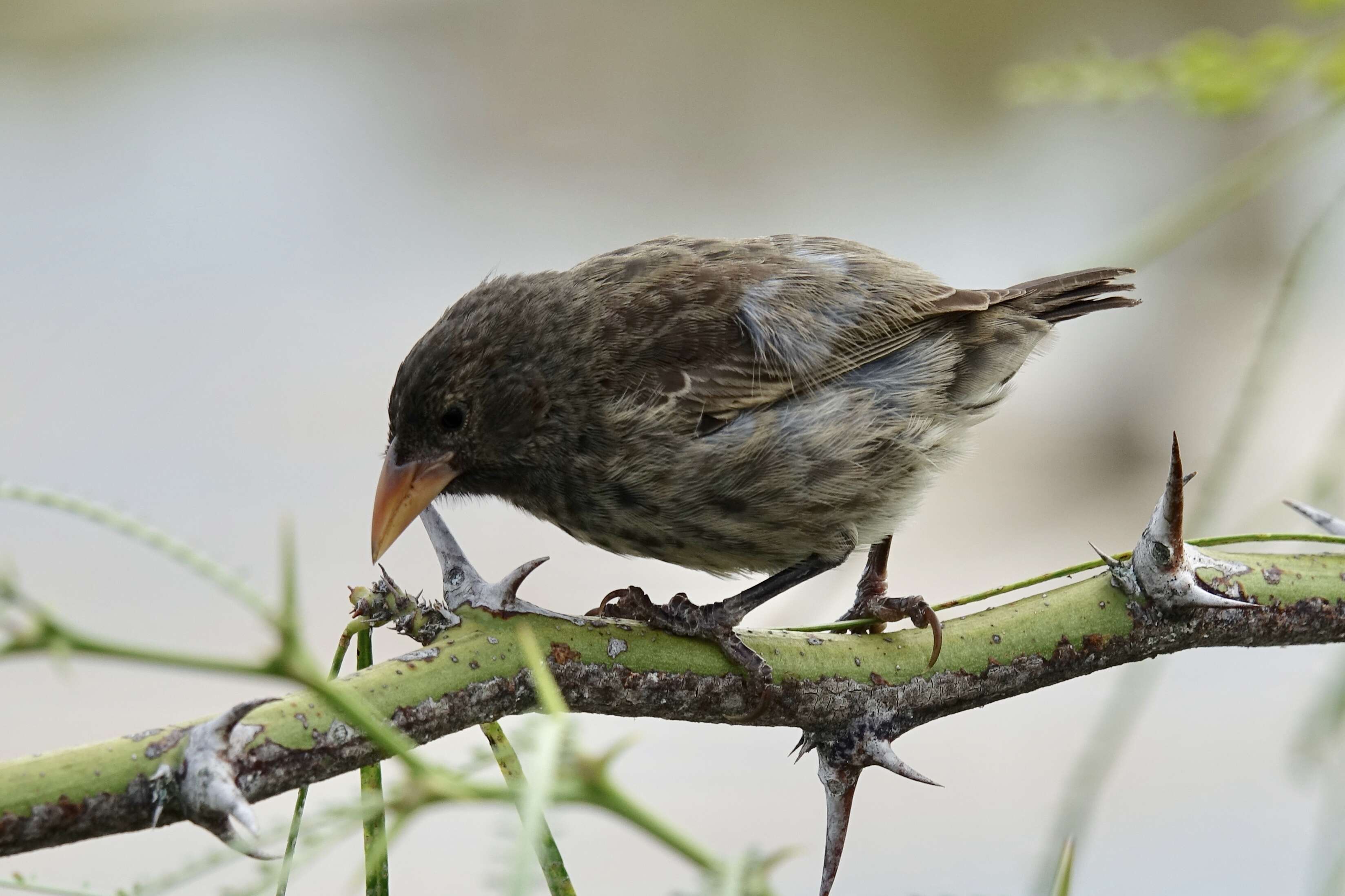 Image of Common Cactus Finch