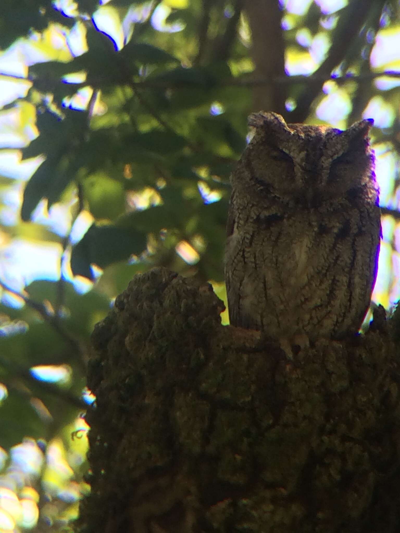 Image of Western Screech Owl