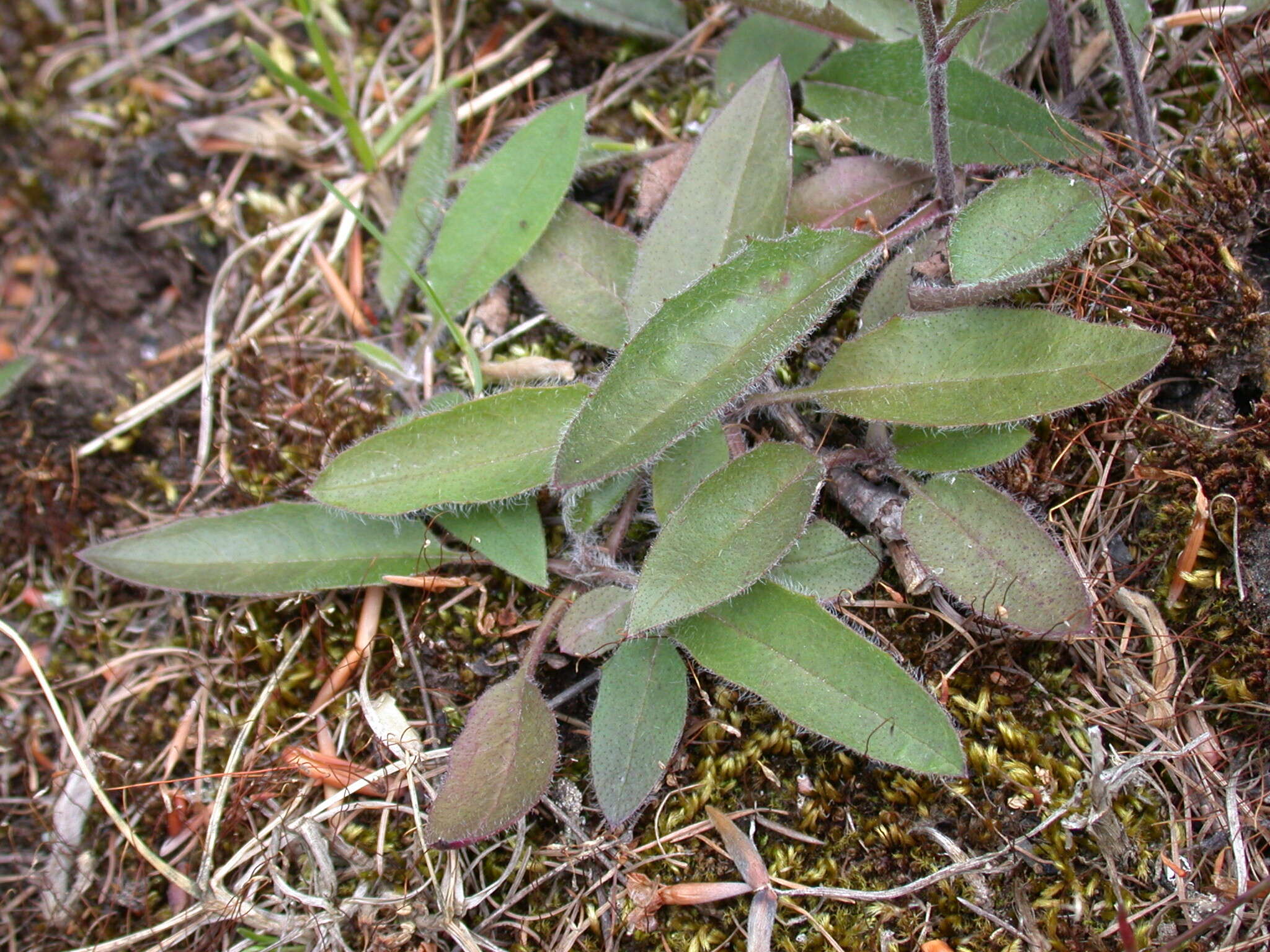 Image of common hawkweed