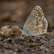 Image of brown argus