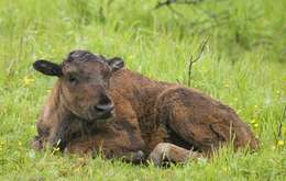 Image of Bison bison athabascae