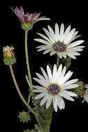 Image of Free State daisy