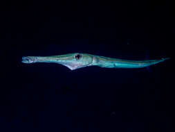 Image of Bluespotted cornetfish