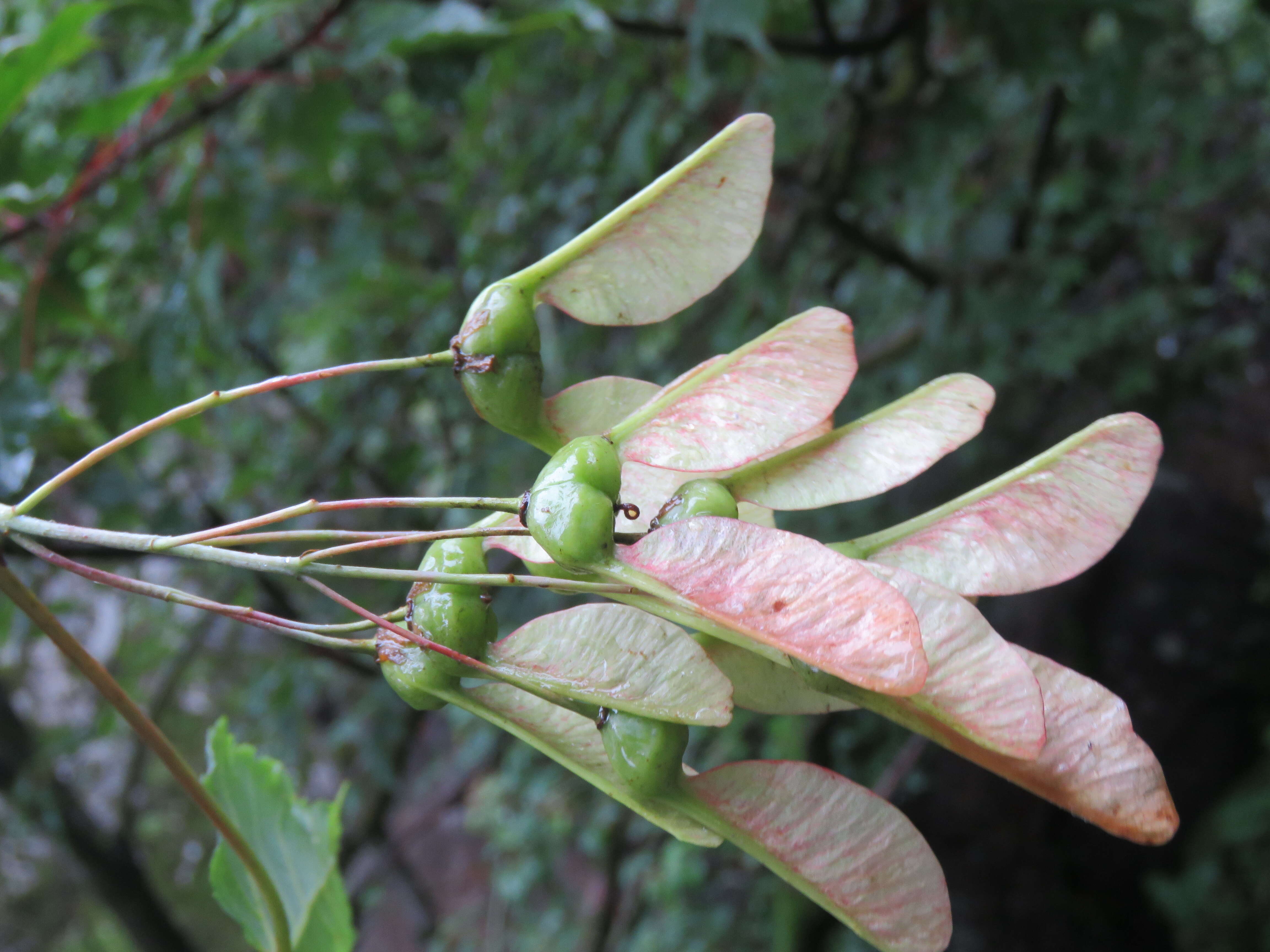 Слика од Acer acuminatum Wall. ex D. Don